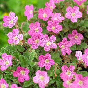 Erodium variabile Bishops Form