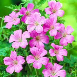 Geranium oxonianum Rose Clair