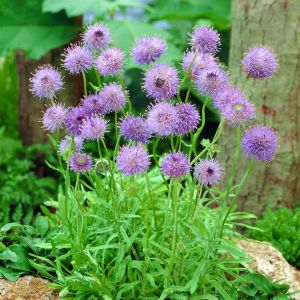 Jasione laevis 9 cm pot