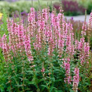 Lythrum Salicaria Blush 9 cm pot