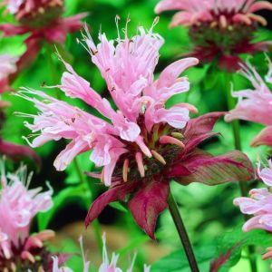 Monarda Beauty of Cobhan 9 cm pot