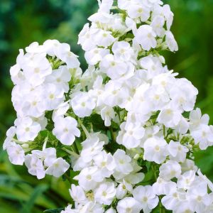 Phlox paniculata 'Fujiyama' 9 cm