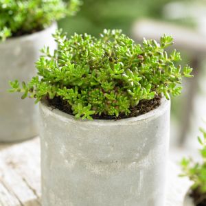 Sedum Album Coral Carpet 9 cm pot