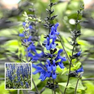 Salvia Black and Bloem 13 cm pot
