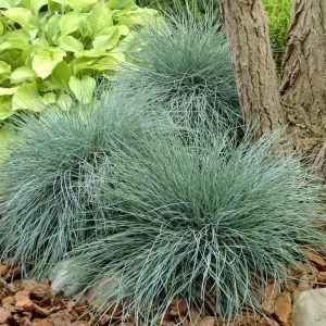 Festuca glauca Elijah Blue