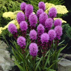 Liatris spicata Kobold Purple 9 cm pot