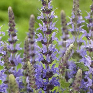 Salvia Nemorosa Deep Blue 13 cm pot