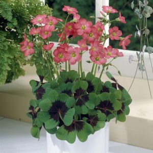 Oxalis Iron Cross 12 cm pot