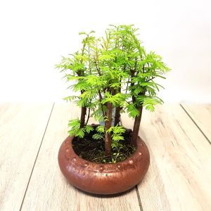 Bonsai Metasequoia Forest 16 cm Pot