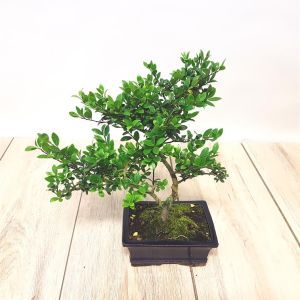 Bonsai Ilex 15 cm