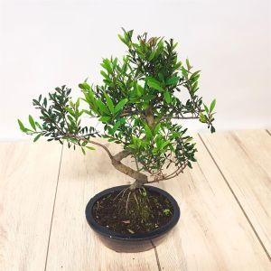 Bonsai Ilex S 15 cm