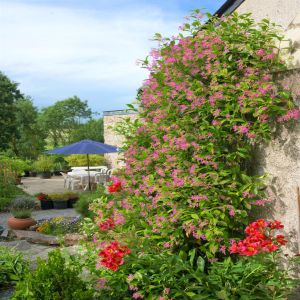 Trachelospermum Jasminoides Roze