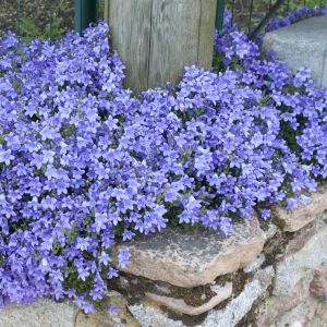 Campanula portenschlagiana Dark Take 12