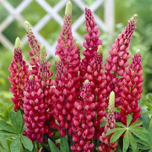 Lupine Red 17 cm Pot