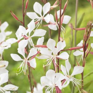 Gaura lindheimeri White 9cm pot