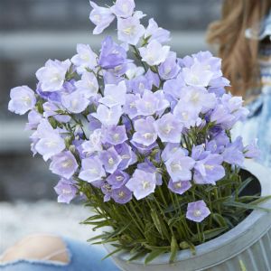 Campanula Hybrid Blue Like Mee 10 cm