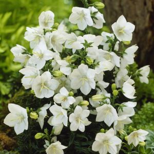 Campanula parviflora (White Bali)