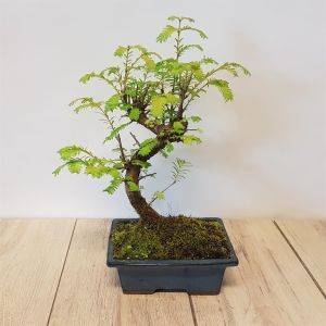 Bonsai Metasequoia  S 20 cm Pot
