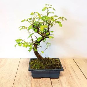 Bonsai Metasequoia  S 20 cm Pot