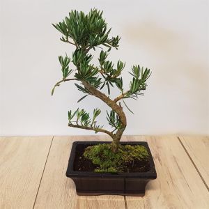 Bonsai Padocarpus macrophyllus S 20 cm
