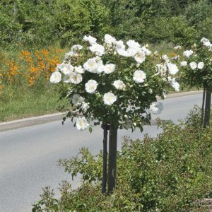 Standard Rose White 19 cm pot