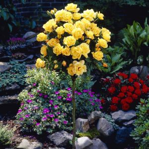 Standard Rose Yellow 19 cm pot