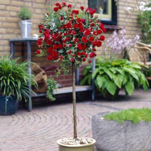 Standard Rose Red 19 cm pot