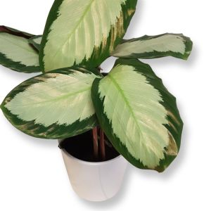 Calathea Tanja