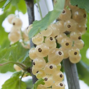 Ribes Rubrum Witte Hollander