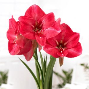Amaryllis Hercules 24/26