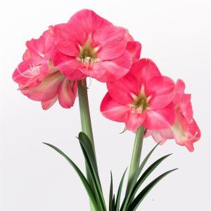 Amaryllis Susan