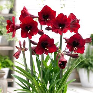 Amaryllis Rood in pot 12cm