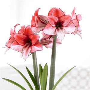 Amaryllis Showmaster