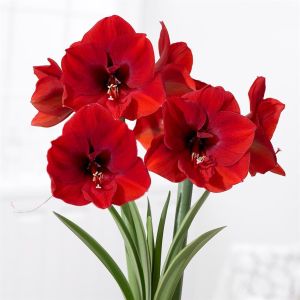 Hippeastrum Amaryllis Red 32/34