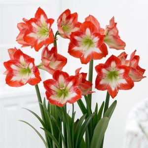 Amaryllis Minerva Groot