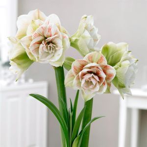Amaryllis Nymph 24/26
