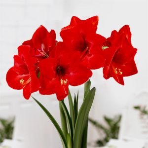 Amaryllis Floris Hekker