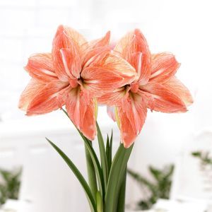 Amaryllis Lady Jane  24/26