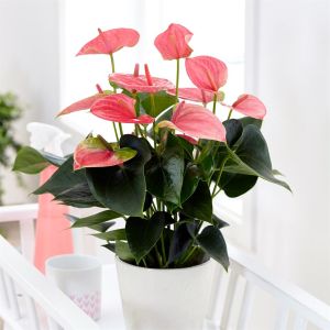 Anthurium Flamingoplant  Pink Champion