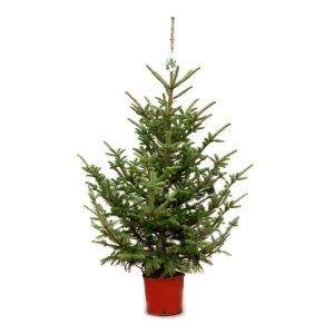 Picea pungens Glauca