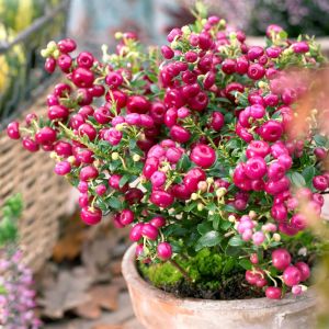 Gaultheria Pernettya Parelbes Roze