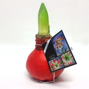 Amaryllis Touch of Wax Rood