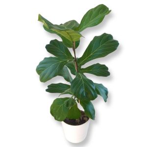Ficus Lyrata 17 cm pot