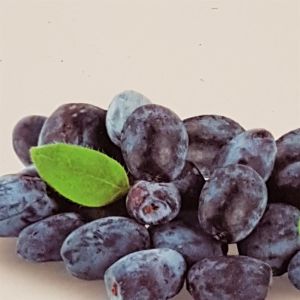 Lonicera caerulea Morena 17 cm pot