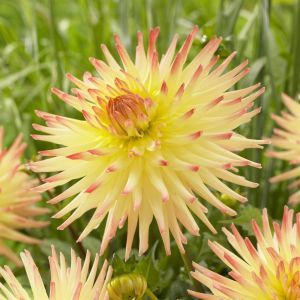 Dahlia Spassmacher I