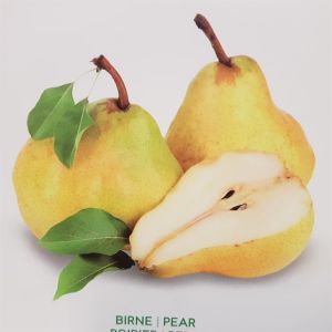 Standard Pear Pyrus communis Williams P2