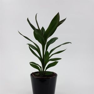 Cordyline fruticosa Glauca