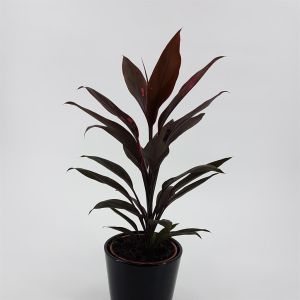 Cordyline fr Mamb0