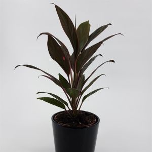 Cordyline fr Rumba