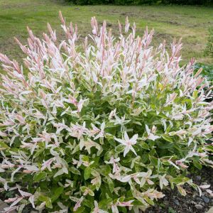 Salix integra Hakuro-nishiki